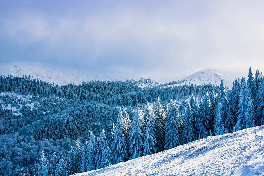 pine trees surrounded by snow, romania, landscape, scenic, mountains