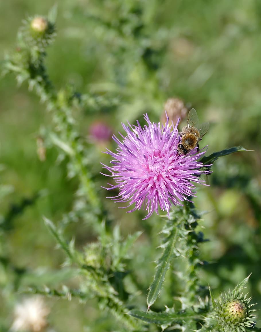 thistle, bee, flower, plant, pollination, flowering plant, fragility HD wallpaper
