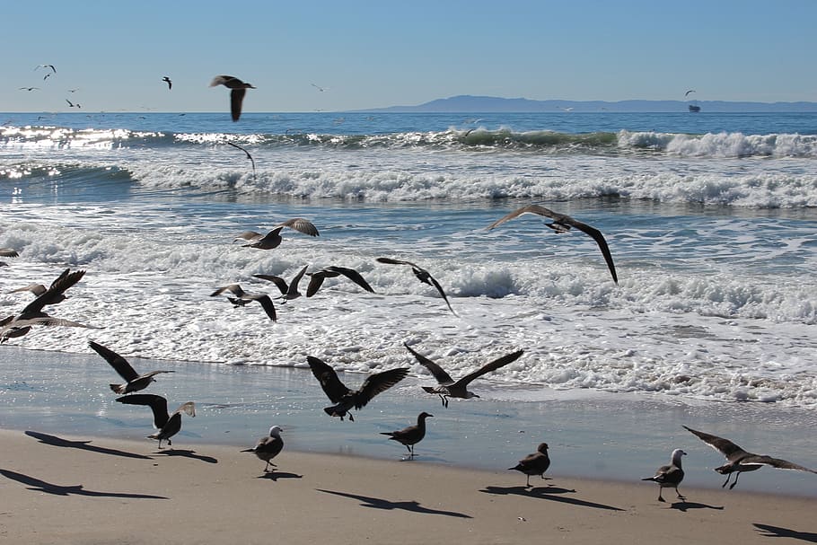 ocean, sea, relax, beach, shore, waves, birds, seagulls, group of animals HD wallpaper