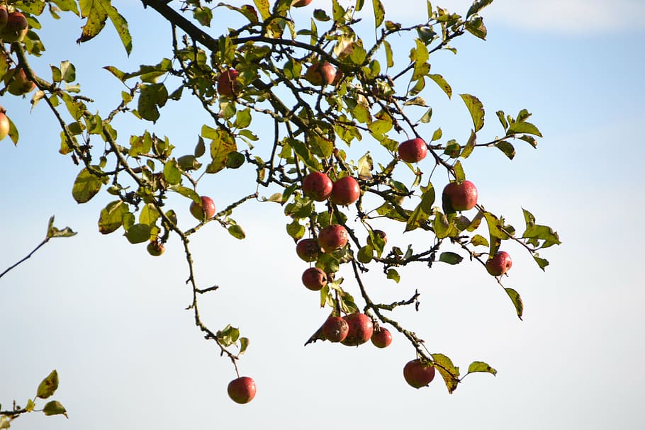 apple, nature, apple tree, fruit, healthy eating, food, food and drink HD wallpaper