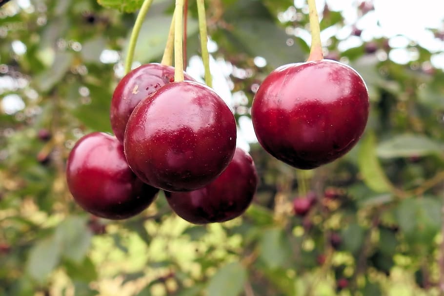 cherries, sweet cherries, red, fruit, food and drink, healthy eating HD wallpaper