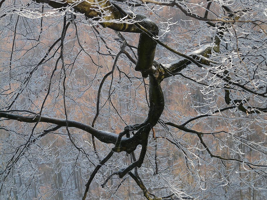 Branch, Tree, Branches, Aesthetic, hoarfrost, iced, winter HD wallpaper