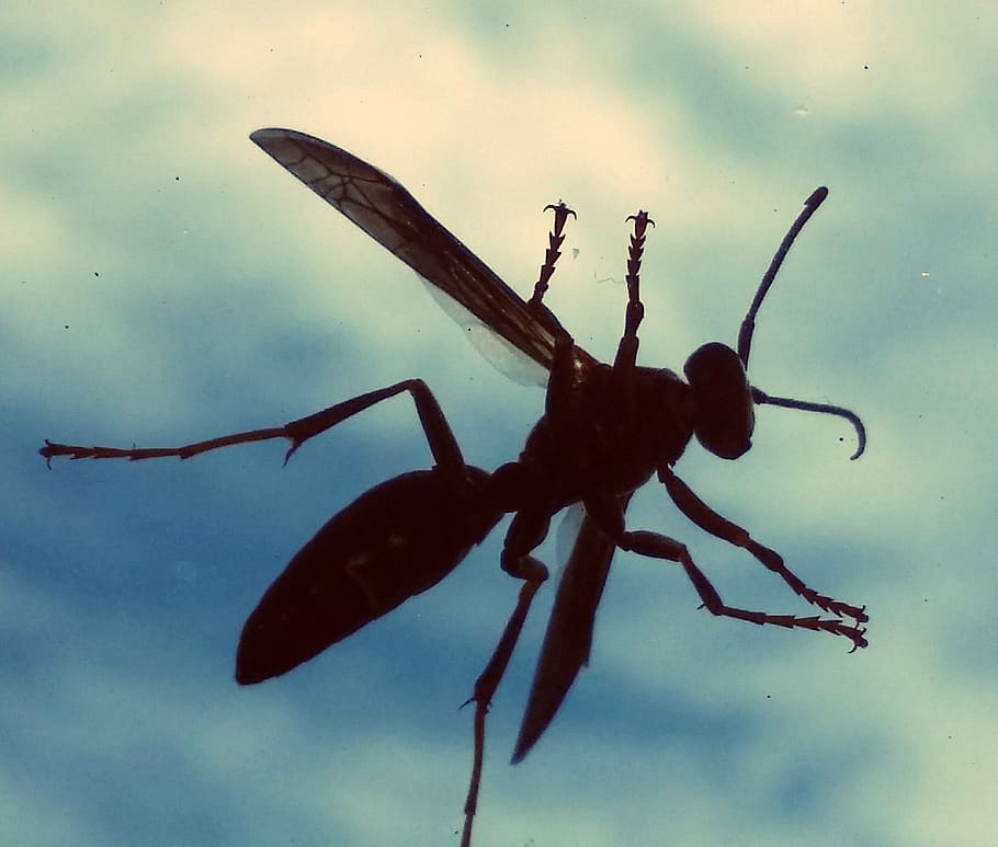 wasp, glass, windshield, sky, clouds, blue, silhouette, wings HD wallpaper
