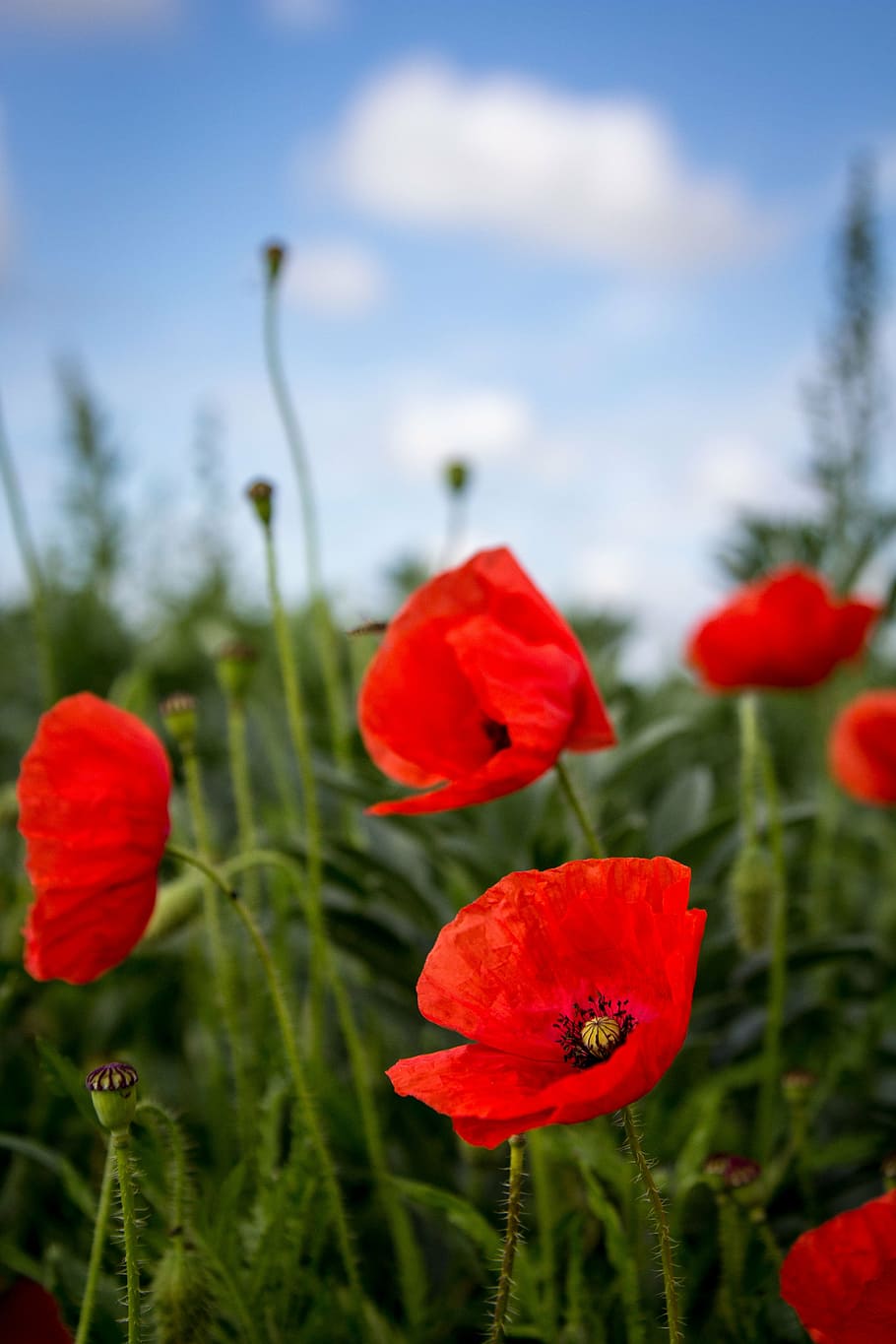 close-up photography of red poppy flowers, spring, nature, floral HD wallpaper
