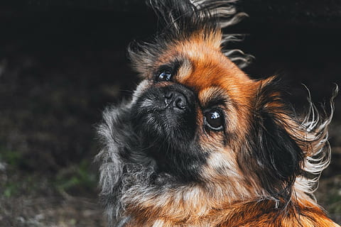 brown pekingese