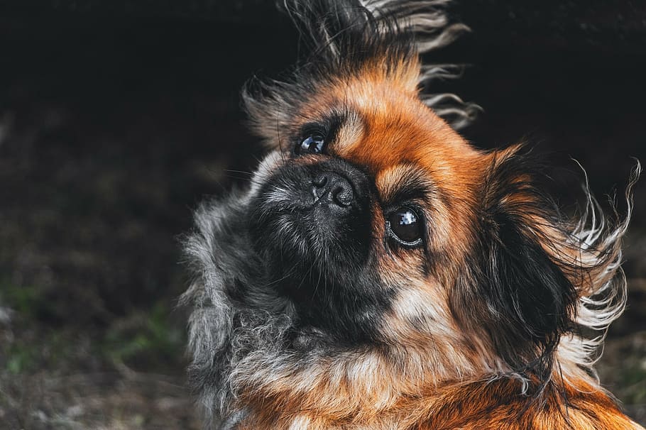 closeup photography of adult tan and black Pekingese, puppy, dog