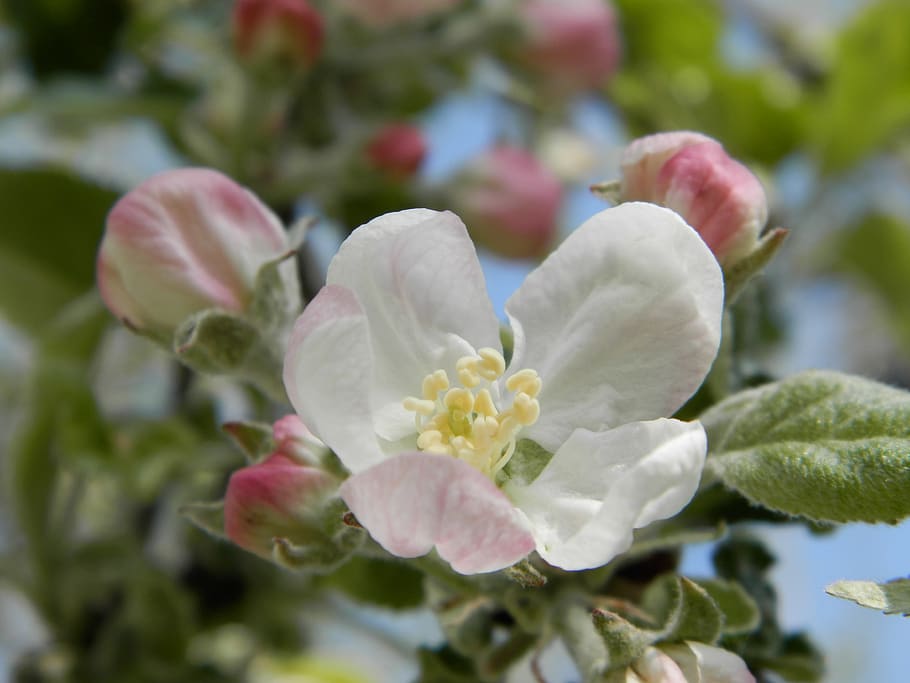 apple tree, flower, spring, flowering plant, beauty in nature HD wallpaper