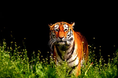 macro shot of tiger, predator, fur, beautiful, dangerous, cat HD wallpaper