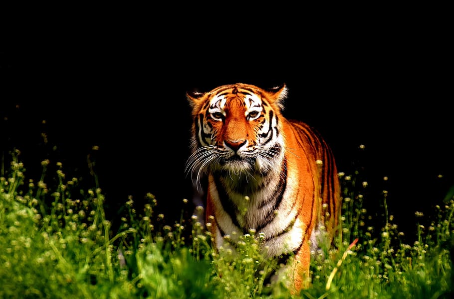 macro shot of tiger, predator, fur, beautiful, dangerous, cat HD wallpaper