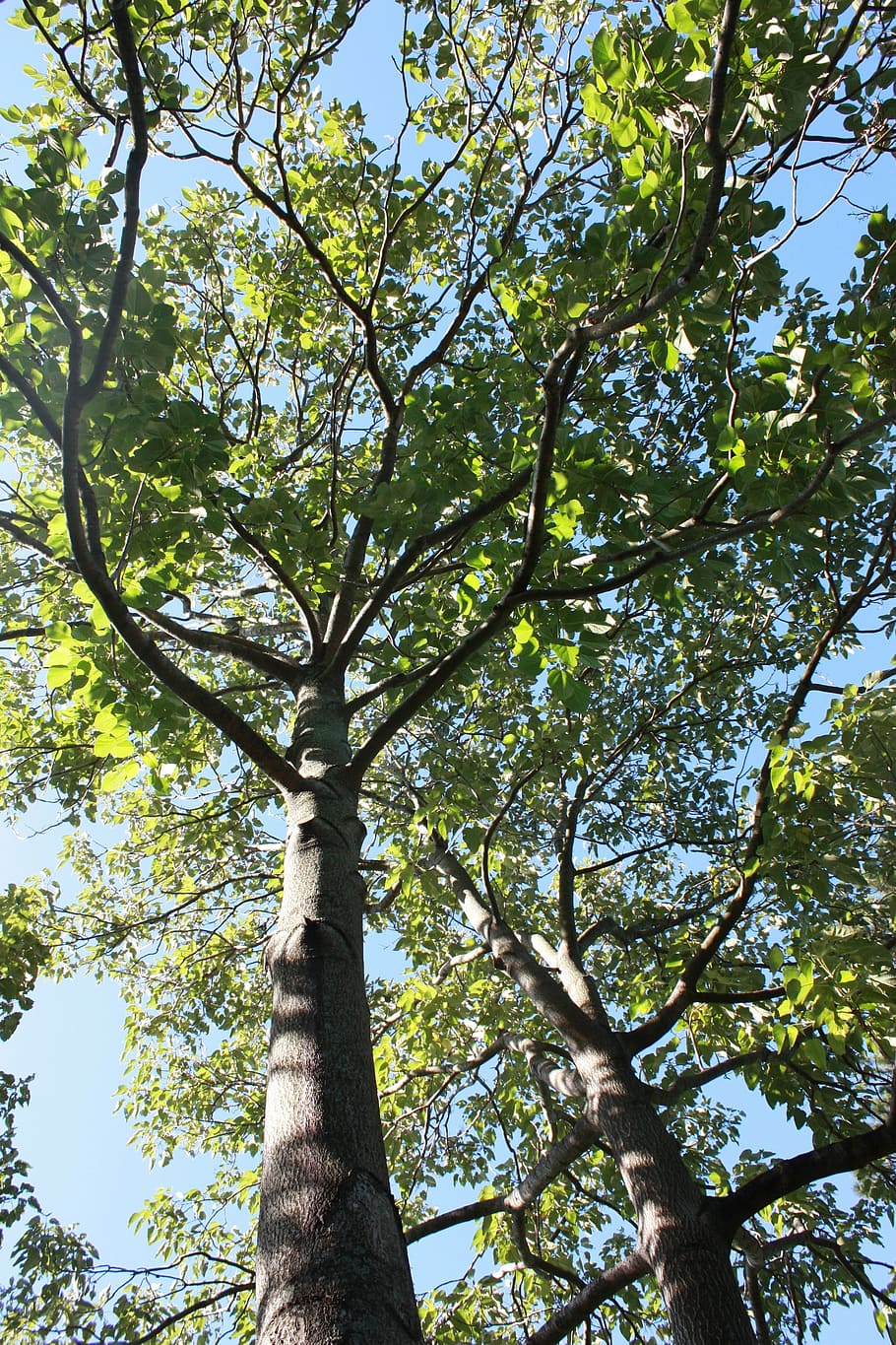 tree, green, sky, nature, summer, leaf, spring, forest, natural HD wallpaper