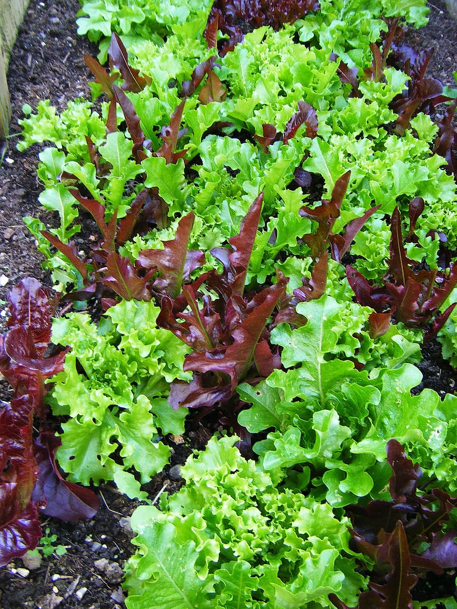 salad, leaves, lettuce, growth, green color, plant part, leaf HD wallpaper