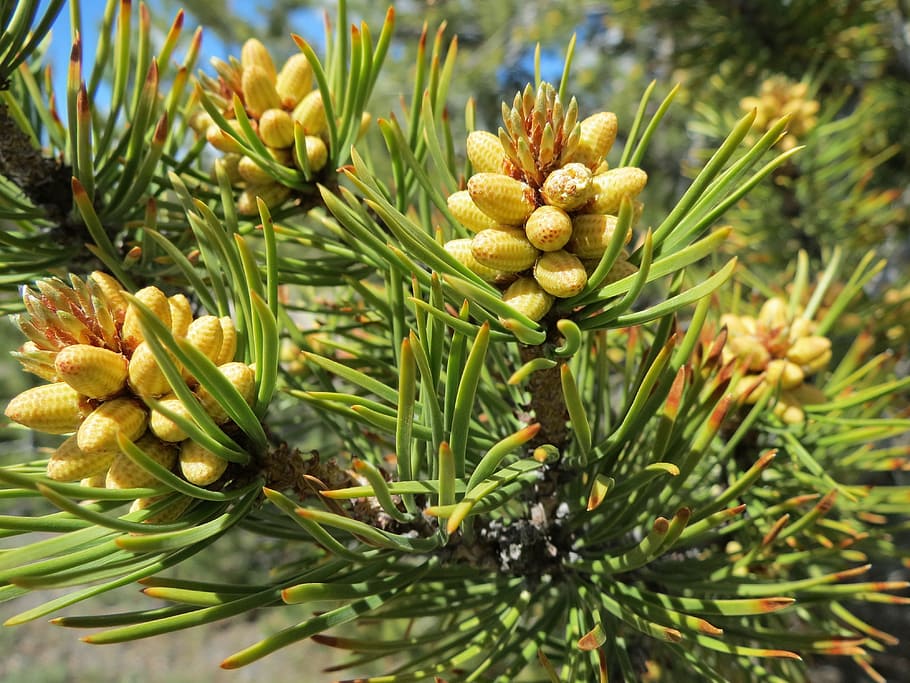 closeup photo of pine cones, trees, needles, branch, growth HD wallpaper