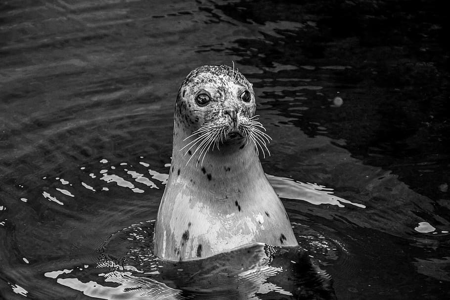 white seal on the body of water, robbe, head, awakened, swim HD wallpaper