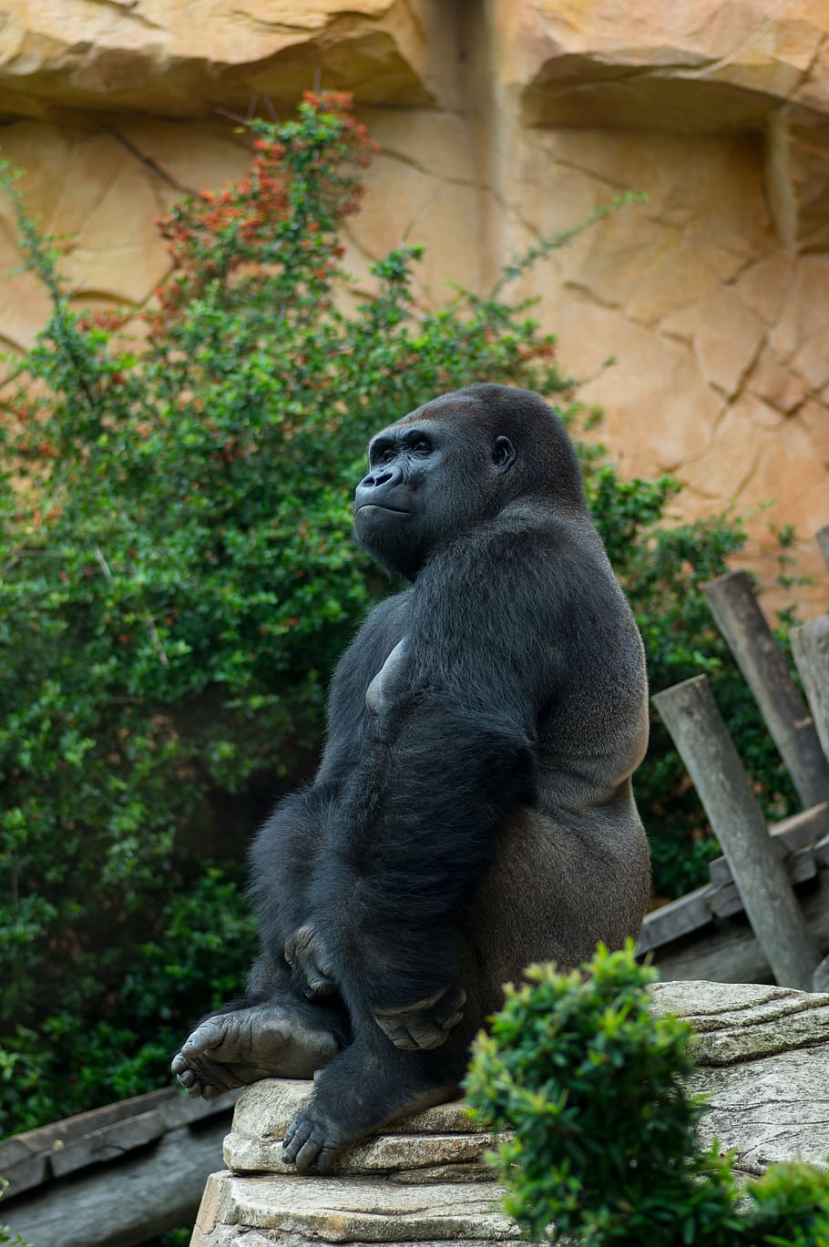 gorilla, zoo, ape, primate, posture, mammal, animal wildlife HD wallpaper