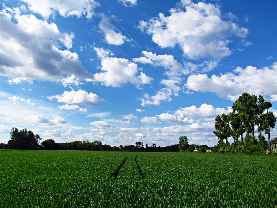 sky, clouds, nature, landscape, blue sky, plant, cloud - sky HD wallpaper
