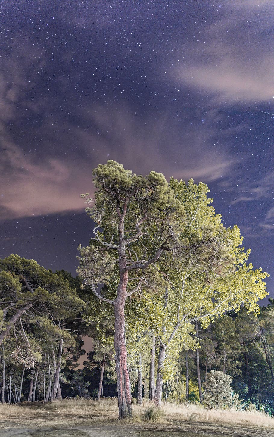 night, tree, forest, star, sky, clouds, panoramic, vertical HD wallpaper