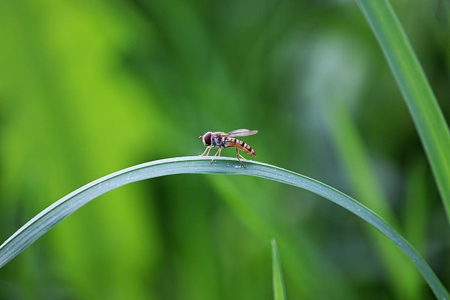 fly, insect, blade of grass, bridge, balance, arch, nature, HD wallpaper