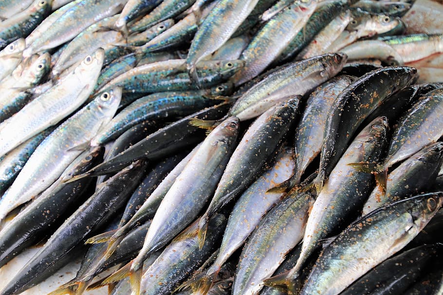 seafood, fish, sardine, mackerel, eating, animals, sea water
