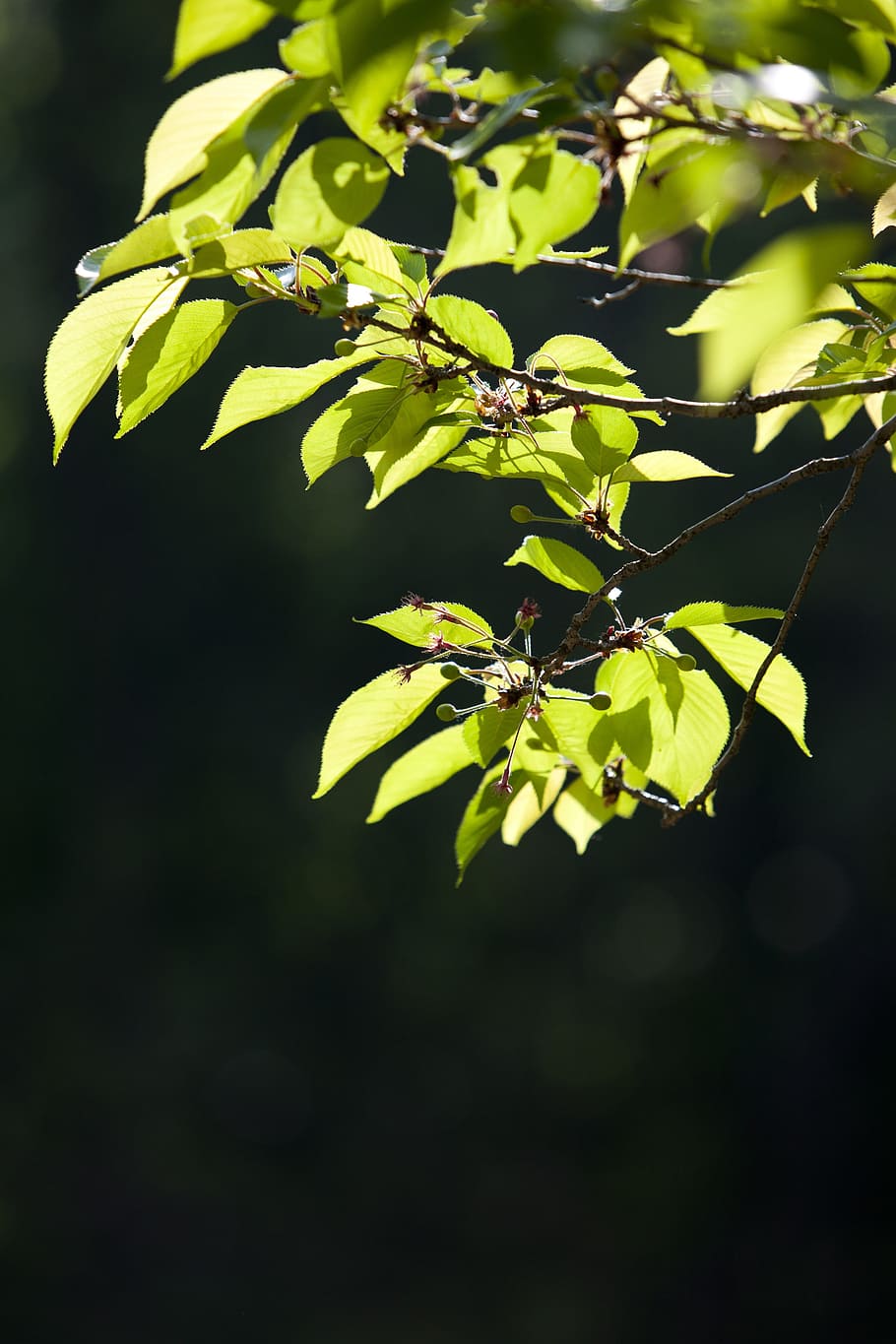 bud, leaf, green, spring, plants, nature, greenery, wood, state of the union HD wallpaper