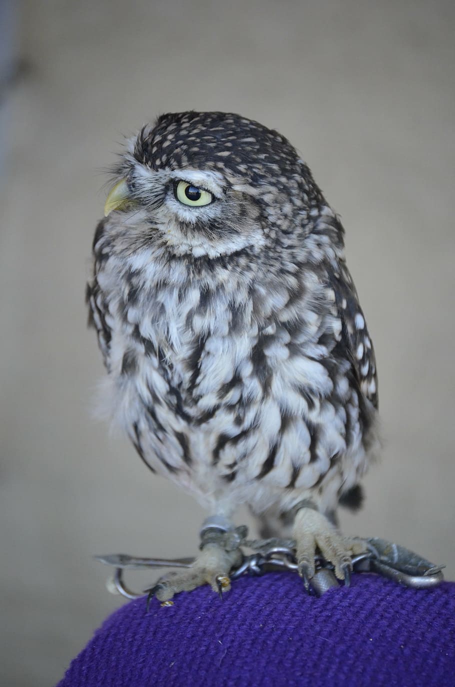 zwerguhu, brown, grey, forest, nature, falconry, eyes, twilight HD wallpaper