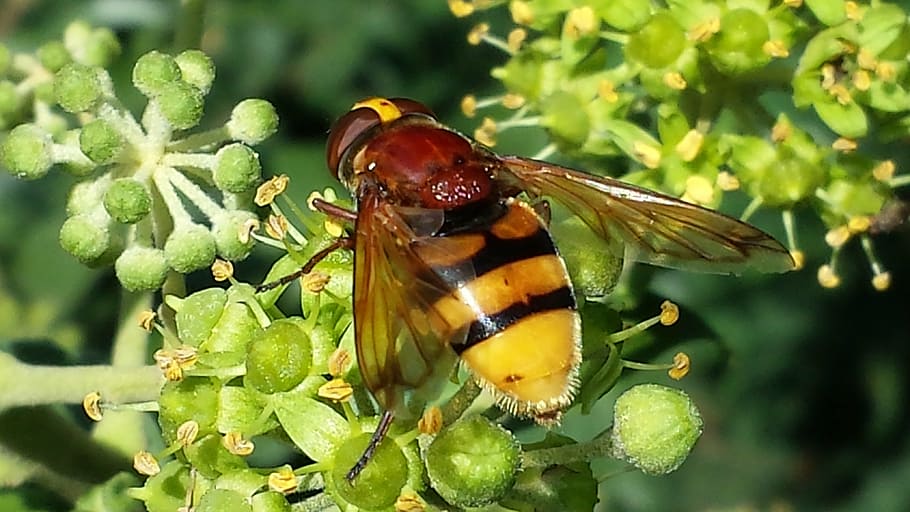 hoverfly, insect, nature, pollination, striped, yellow, animal wildlife HD wallpaper