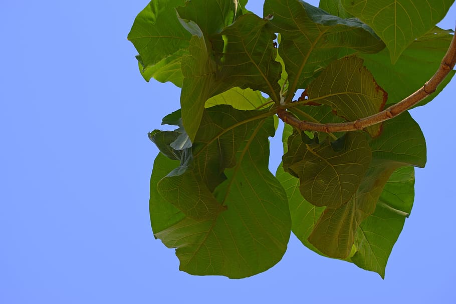 tree, sky, nature, summer, outdoor, leaf, plant part, green color HD wallpaper