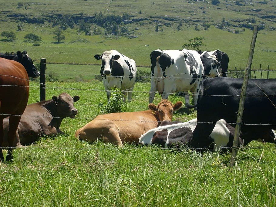 cows, herd, roadside, grazing, nature, farming, africa, group of animals HD wallpaper