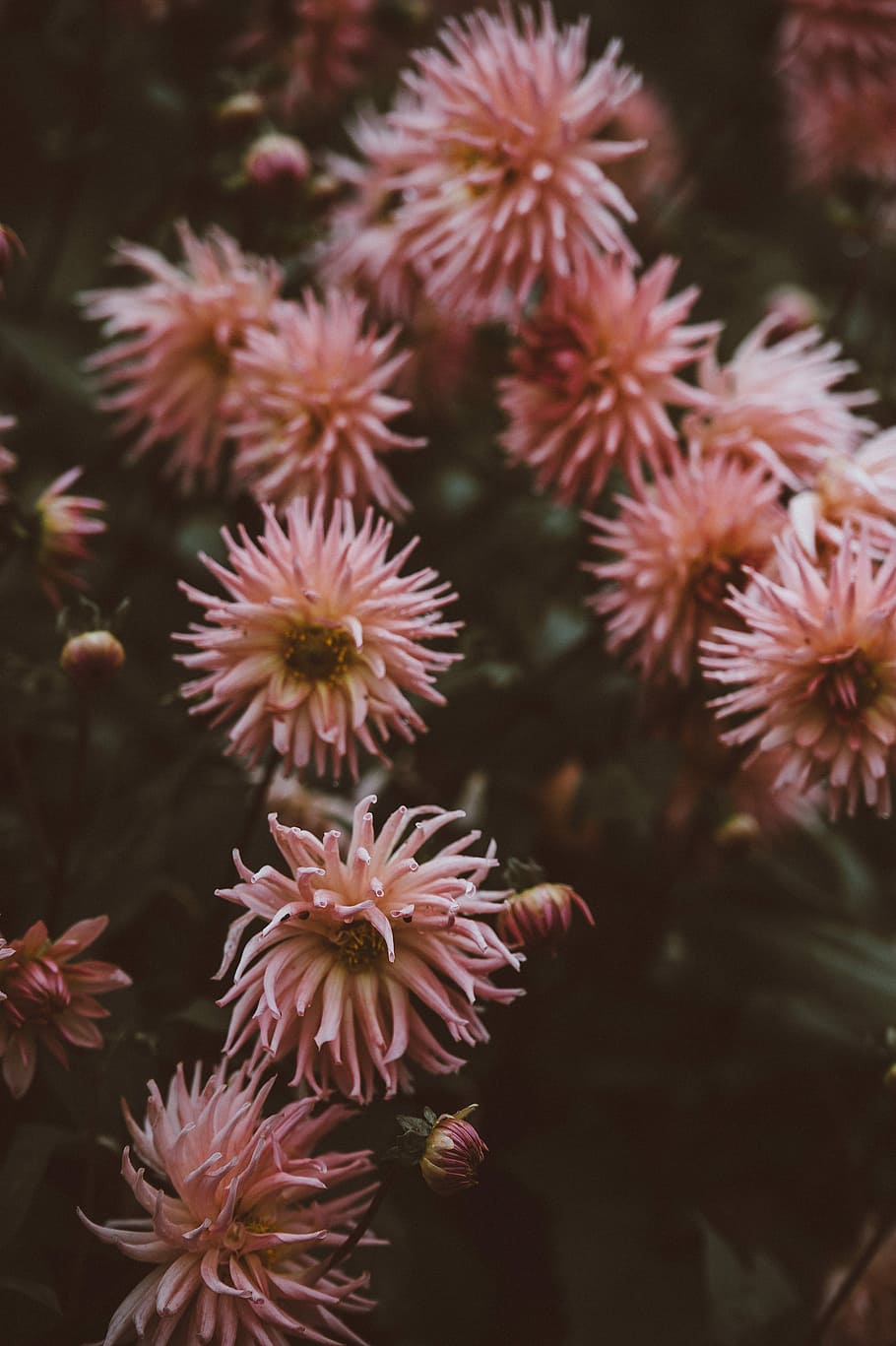 Dahlias, pink flowers, petals, leaf, dark, plant, flowering plant HD wallpaper