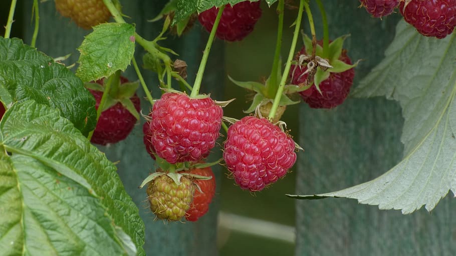 Raspberry, Garden, fruit, food, freshness, leaf, red, organic HD wallpaper