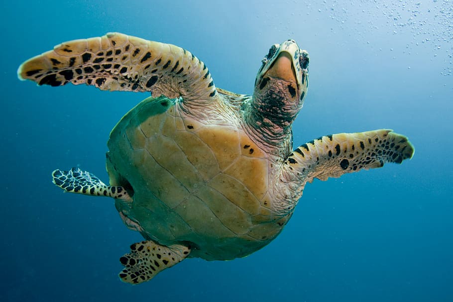 green and black swimming turtle, tortoise, sea, immersion, deep HD wallpaper