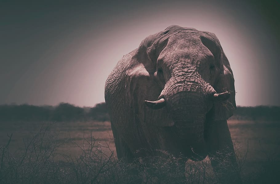 elephant, animal, mammoth, animal themes, one animal, mammal HD wallpaper
