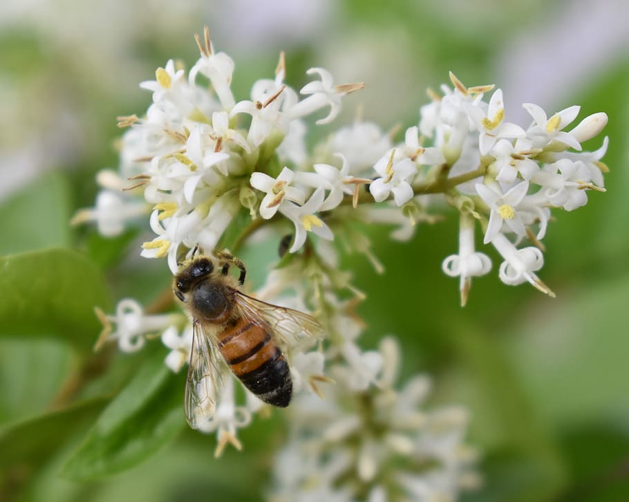 Honeybee, Flower, Pollen, Insect, nature, animals in the wild HD wallpaper