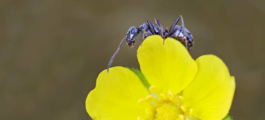 insect, nature, live, flower, flowering plant, beauty in nature HD wallpaper