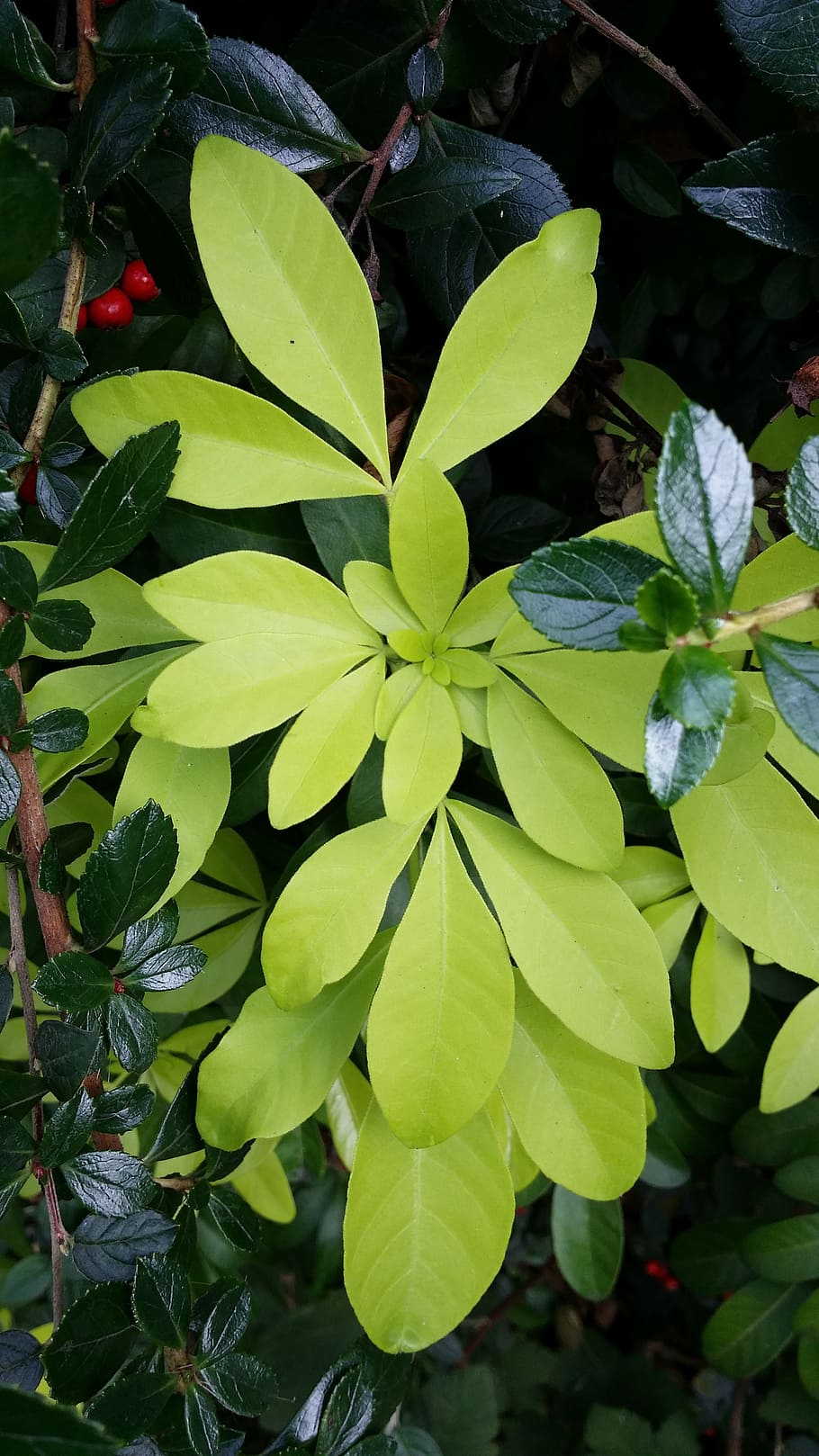 leaves, fresh, green, growth, plant, leaf, plant part, green color HD wallpaper