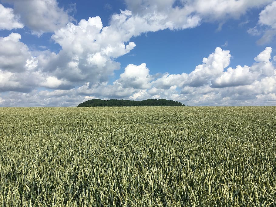 Field, Fields, Clouds, Mountain, sky, forest, trees, cereals HD wallpaper