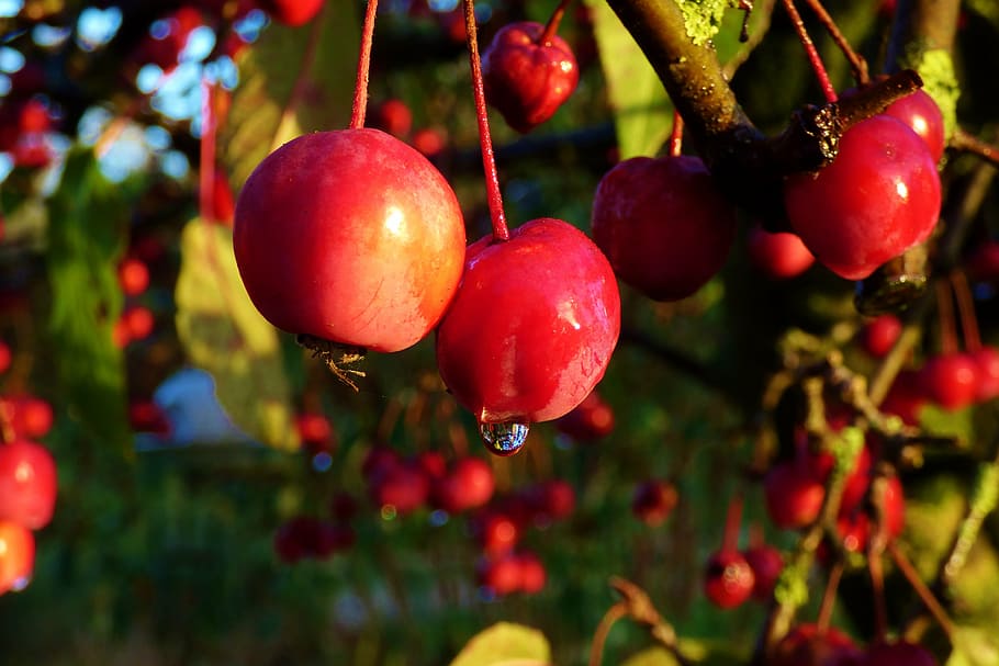 wild apples, red, nature, garden, autumn, raindrop, berries, HD wallpaper