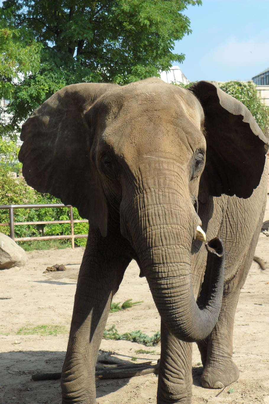 elephant, animals, zoo, animal themes, animal wildlife, tree HD wallpaper
