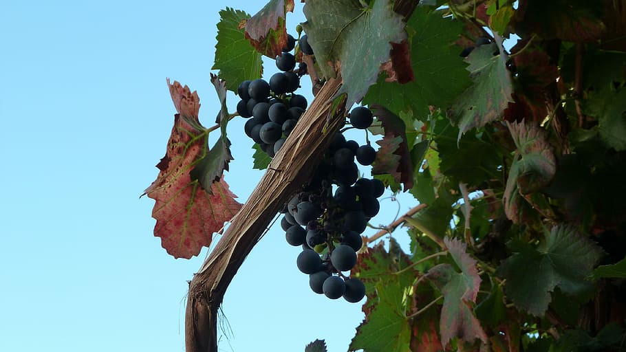 Grape, Vintage, outdoors, day, hanging, low angle view, no people HD wallpaper