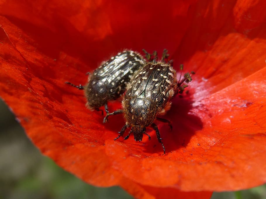 oxythyrea funesta, beetle, coleoptera, flower, libar, hairy beetle HD wallpaper