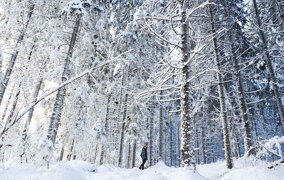 person standing between the trees, person wearing jacket on snow covered forest HD wallpaper