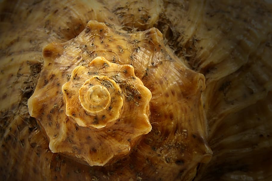 shell, sea, rare, white, shells, background, single, seashell HD wallpaper