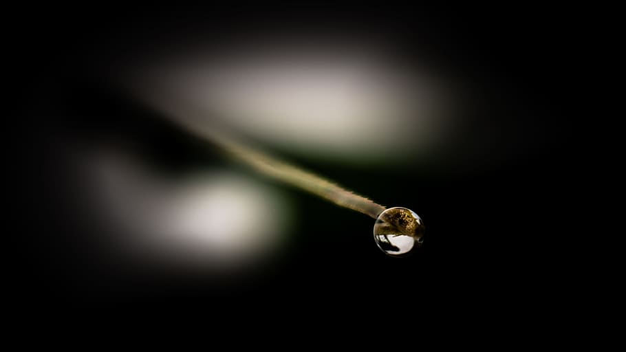 dew, dew drop, nature, water, freshness, macro, raindrop, liquid HD wallpaper