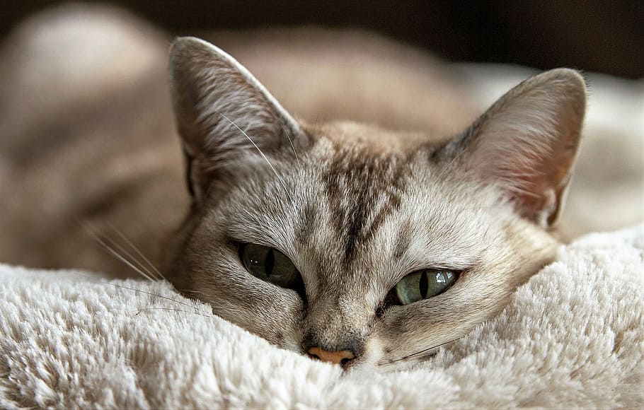 brown Tabby cat laying down on white mat, animal, cat eyes, animals, HD wallpaper