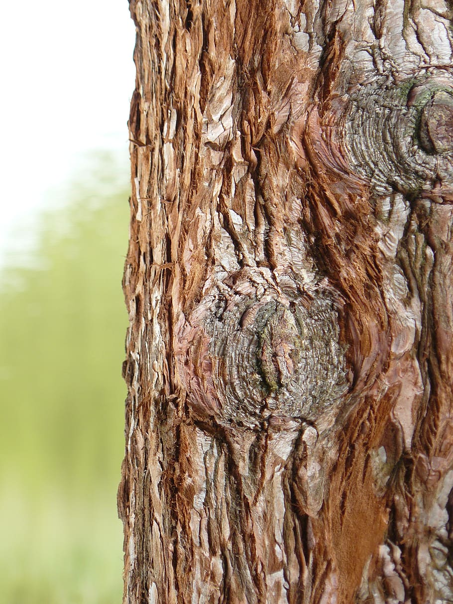 tree, bark, brown, tree tann, wood, tribe, tree trunk, textured HD wallpaper