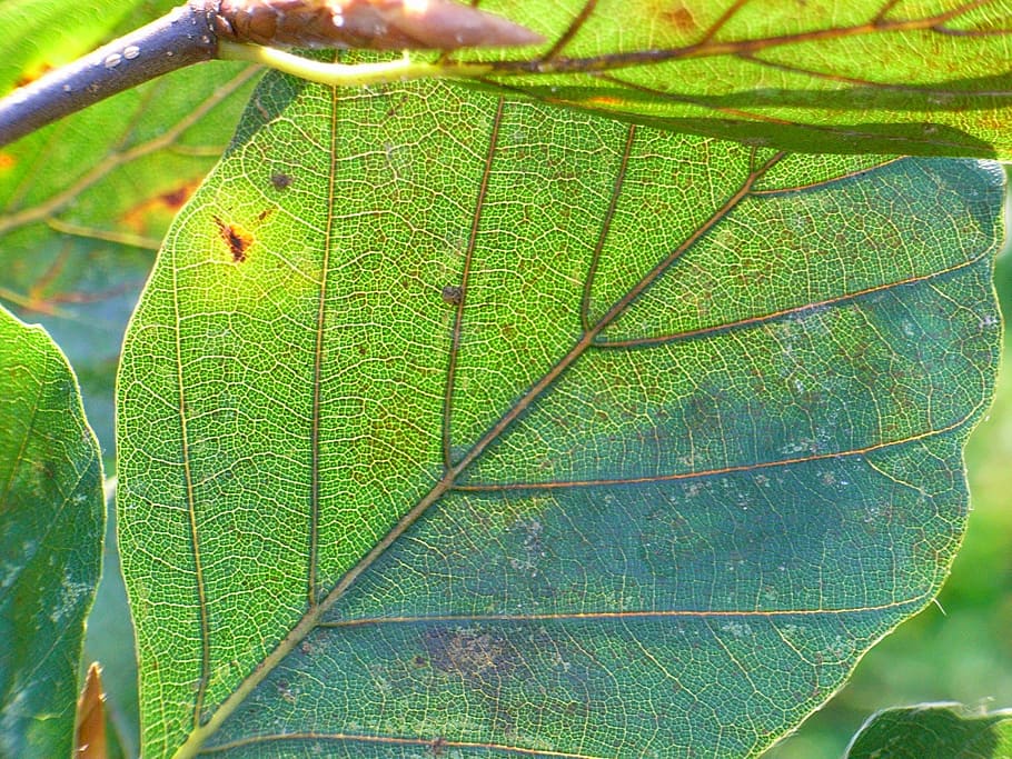 leaf, hanging beech, green, tree, plant part, green color, growth HD wallpaper