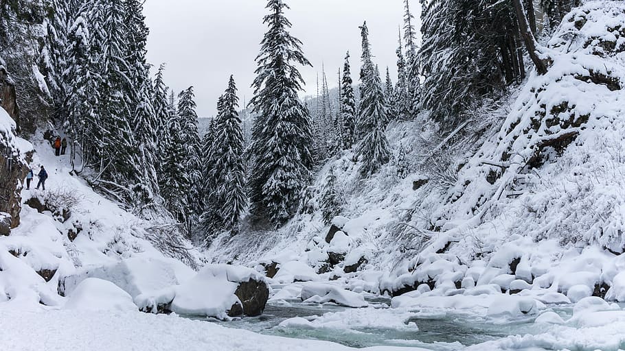 steam surrounded with trees covered with snow, frozen river HD wallpaper