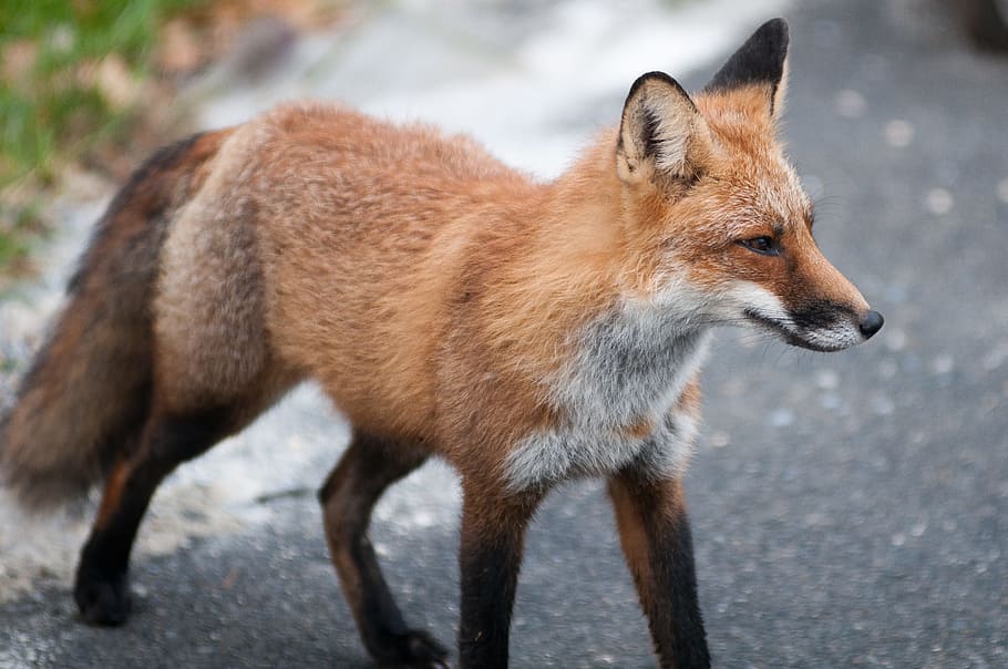 brown fox during daytime, wildlife, red, predator, outdoor, animal, HD wallpaper