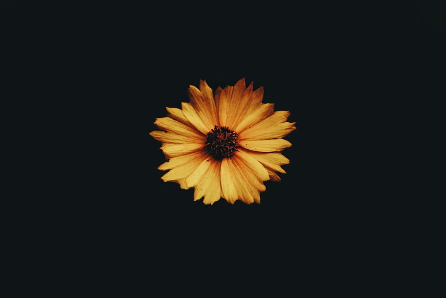 photo of tickseed flower, selective focus photo of yellow daisy flower HD wallpaper