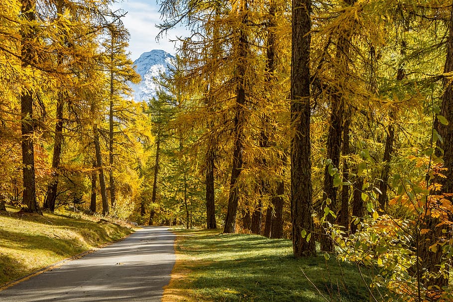 nature, landscape, forest, larch, tree, plant, autumn, beauty in nature HD wallpaper