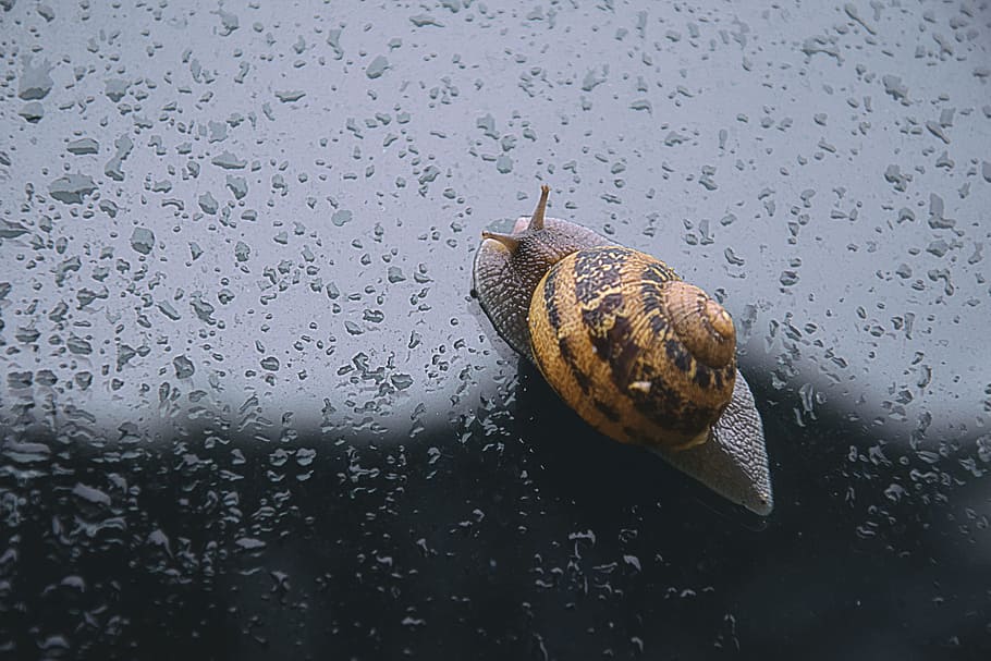 Snail, Spring, Rain, animal, slimy, nature, slow, animal Shell, HD wallpaper